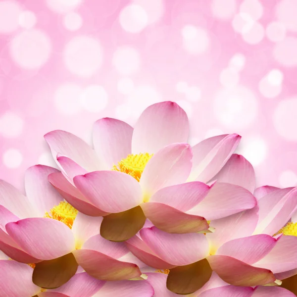 Water lily lotus flower bokeh background — Stock Photo, Image