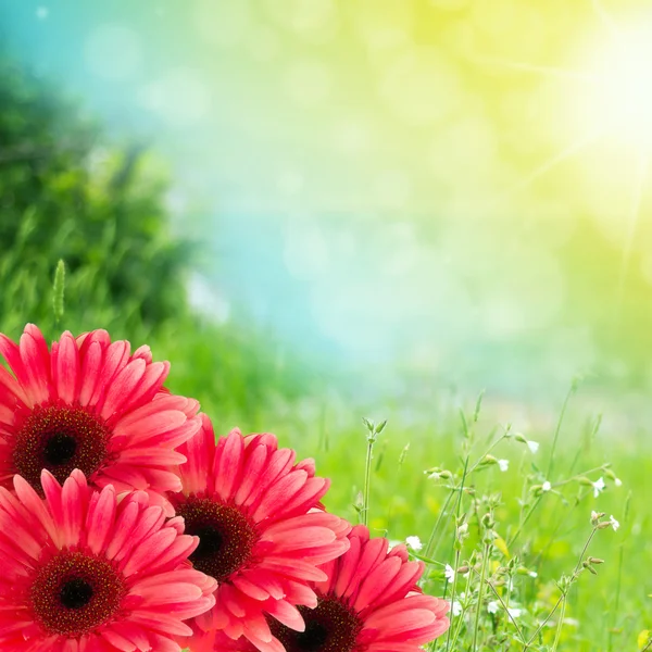 Beautiful summer flowers background — Stock Photo, Image