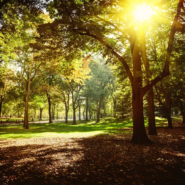 Árvores e folhas de outono em Central Park New York, EUA . — Fotografia de Stock