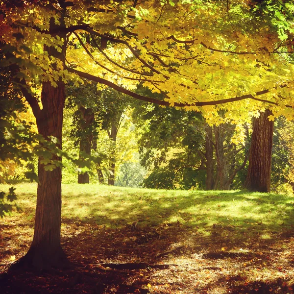 Осенние деревья в Центральном парке, Нью-Йорк, США — стоковое фото