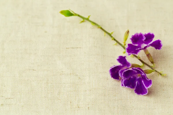 Achtergrond met kleine paarse bloem op stof — Stockfoto