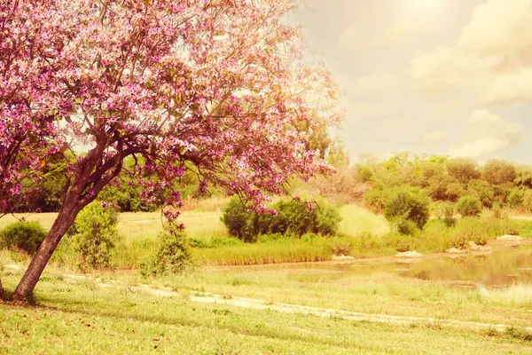 Beautiful tree blossom landscape — Stock Photo, Image