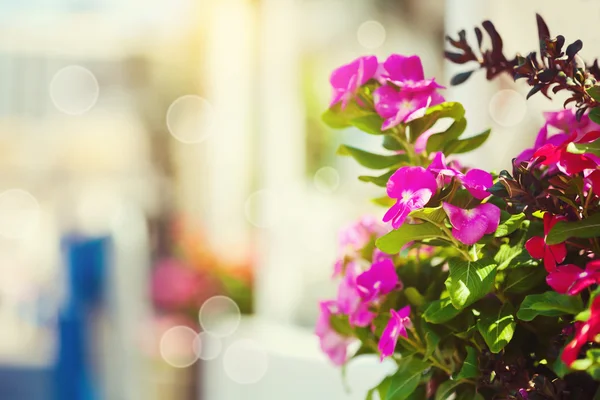 Colorful flowers over bokeh street background — Stock Photo, Image