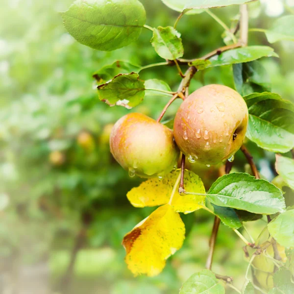 Jablka rostou na stromě — Stock fotografie