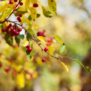 sonbahar berry ağaç arka plan