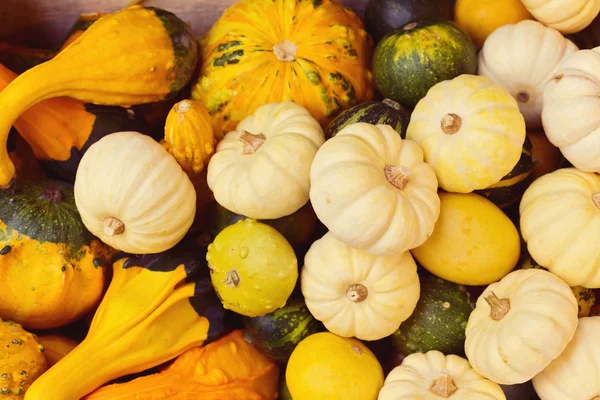 Calabaza y calabaza de fondo —  Fotos de Stock