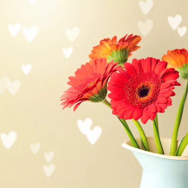 Gerbera daisy bloemen — Stockfoto