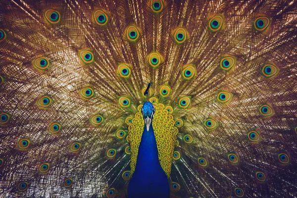 Peacock with feathers out — Stock Photo, Image