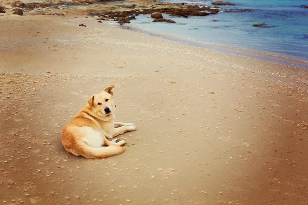 Hund ruht sich am Strand aus — Stockfoto