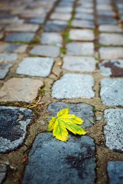 빈티지 돌도 잎 — 스톡 사진