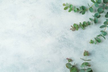 Okaliptüs bitkisi olan arkaplan, kopyalama alanı olan düz bir bileşim