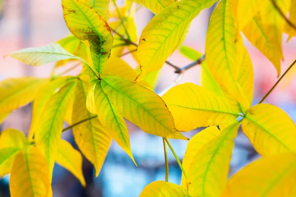 Красивые Осенние Листья Закрывают Макрофон — стоковое фото