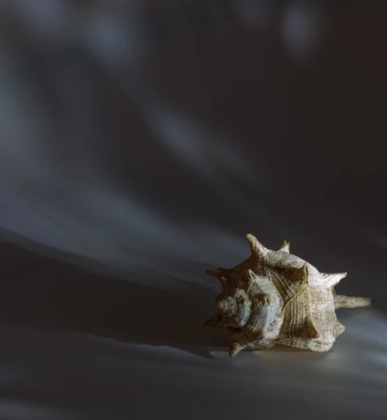 La concha marina Imagen de archivo