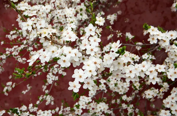 Árbol floreciente — Foto de Stock