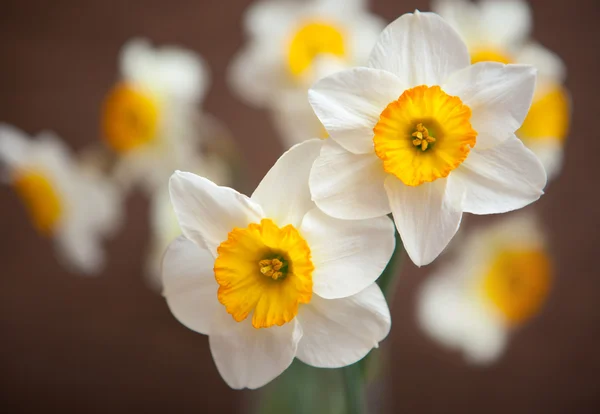 Narcisos amarelos brilhantes — Fotografia de Stock