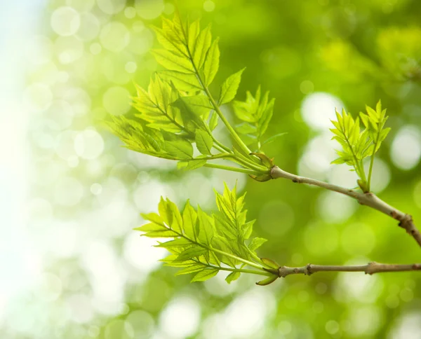 Young green leaves — Stock Photo, Image