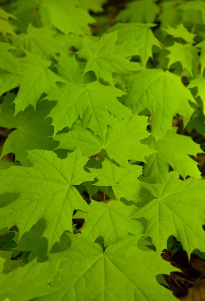 Plantas de primavera — Foto de Stock