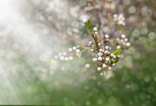 Árbol floreciente — Foto de Stock