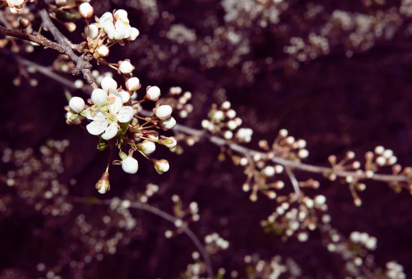 Çiçek açan ağaç — Stok fotoğraf