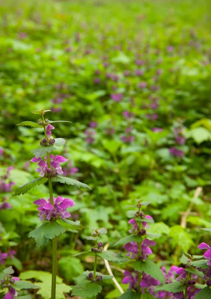 春植物 ストック写真