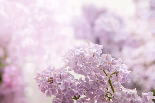 Lilac — Stock Photo, Image