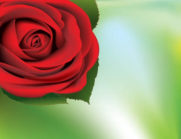 Червона троянда Стокова Ілюстрація