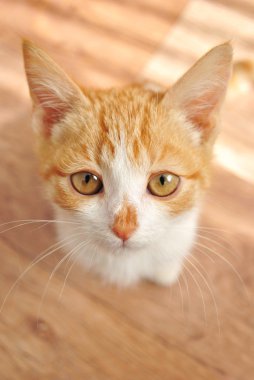 Kırmızı kedi portre