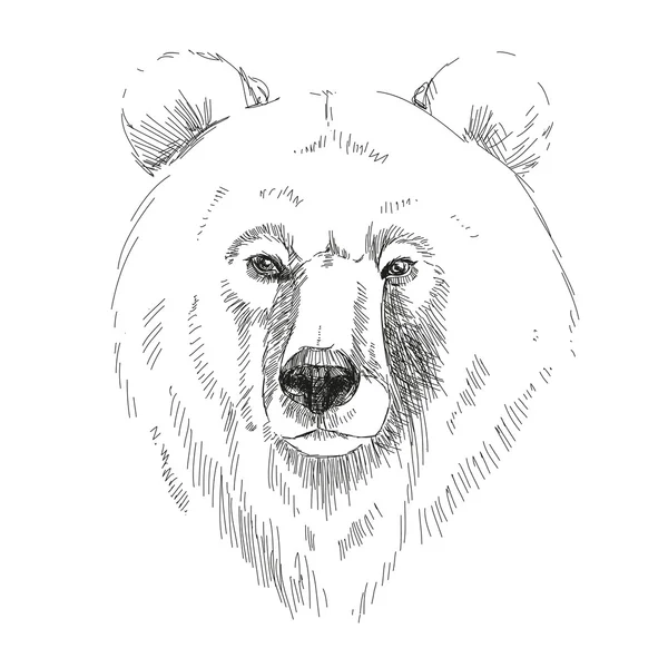 Cabeza de oso — Vector de stock