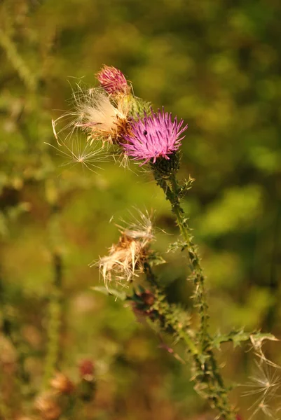 Herbstwildblumen. violette Blüten — Stockfoto