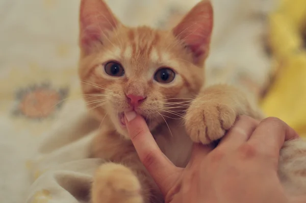 Gatito jugando con una mano humana — Foto de Stock