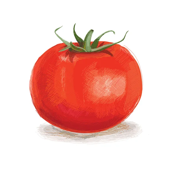 Fundo vetorial de tomate vegetal —  Vetores de Stock