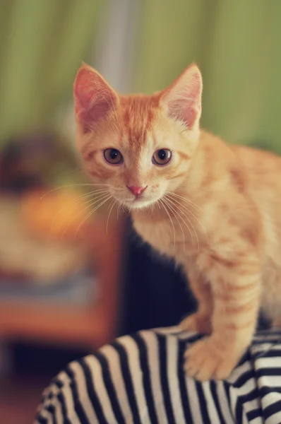 Schattig klein rood katje — Stockfoto