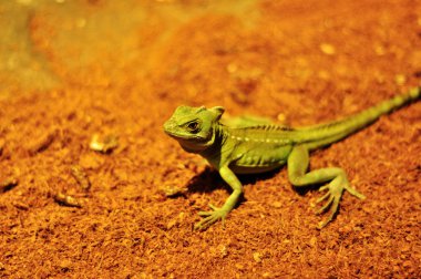 Green lizard on red sand soil clipart