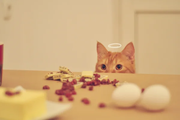 Curious cat — Stock Photo, Image