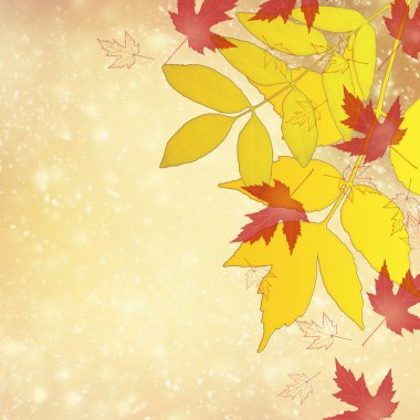 Renkli sonbahar yaprakları