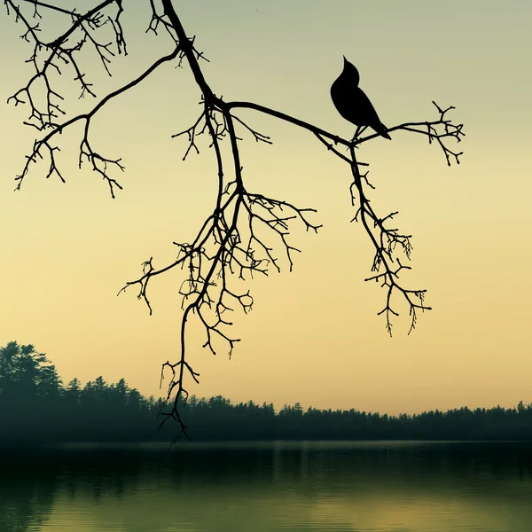 A háttérben a természet madár — Stock Fotó