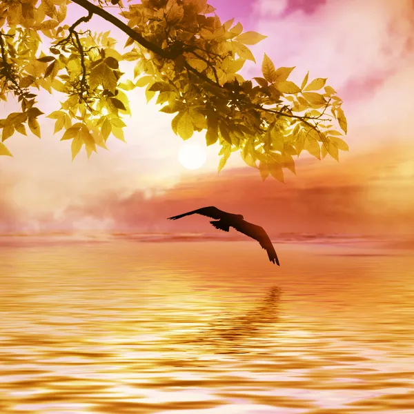 Aves volando sobre el río — Foto de Stock