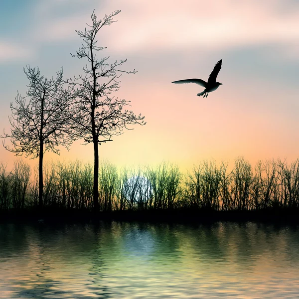 Birds flying over the river — Stock Photo, Image