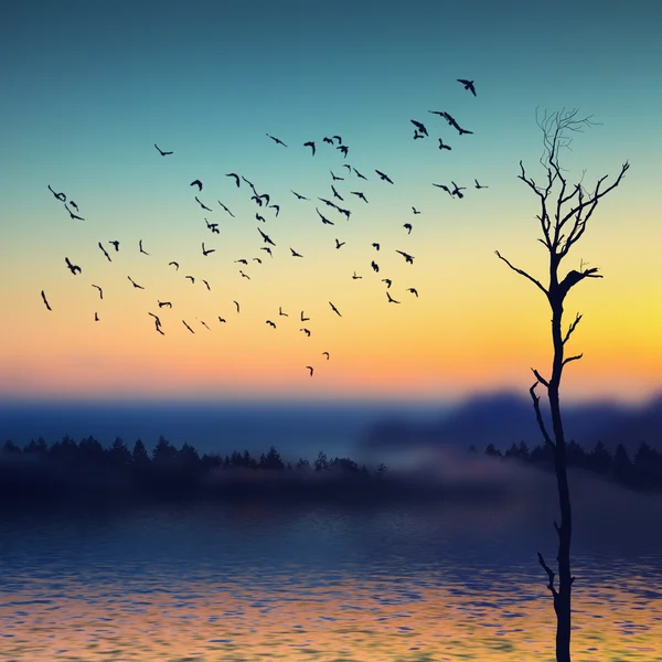 Aves voando sobre o rio — Fotografia de Stock