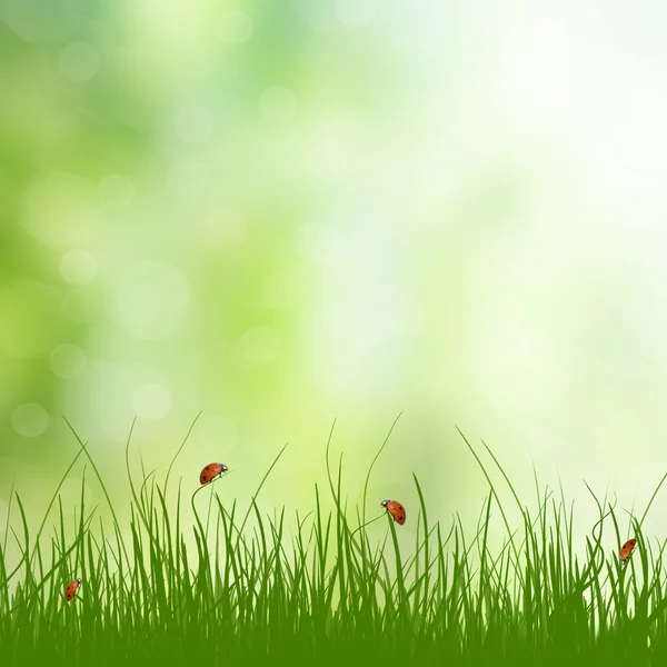 Lieveheersbeestje op het groene gras — Stockfoto