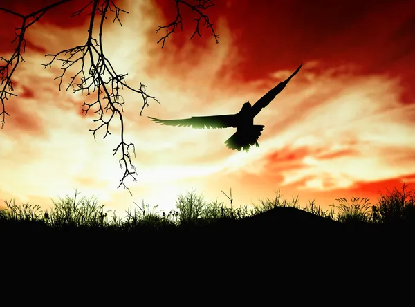 日没時に飛んでいる鳥 — ストック写真