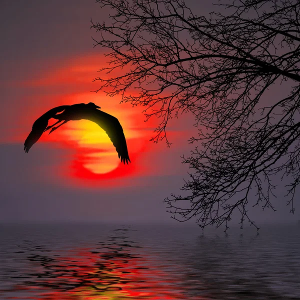 Pájaro volando sobre el río —  Fotos de Stock