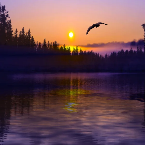 Vogels vliegen op zonsondergang achtergrond. — Stockfoto