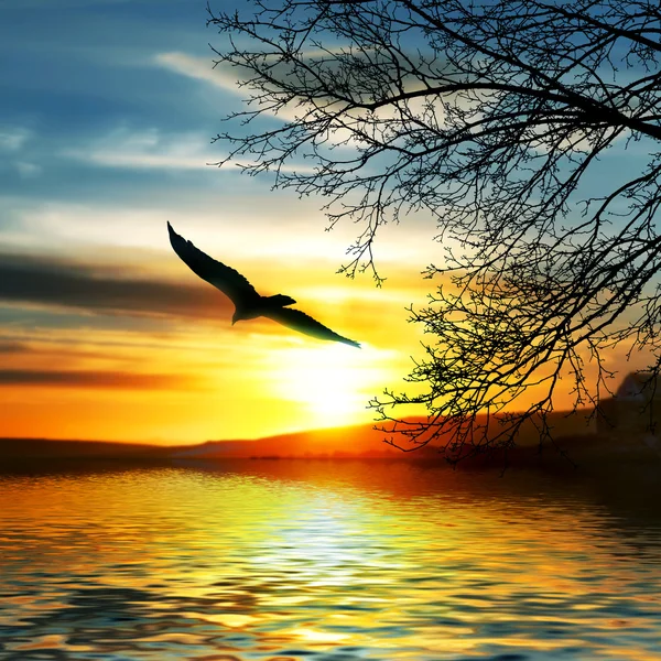 Uccello che vola sopra l'acqua. — Foto Stock