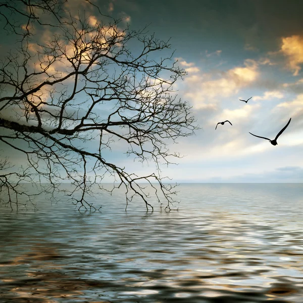 Vogel fliegt übers Wasser — Stockfoto