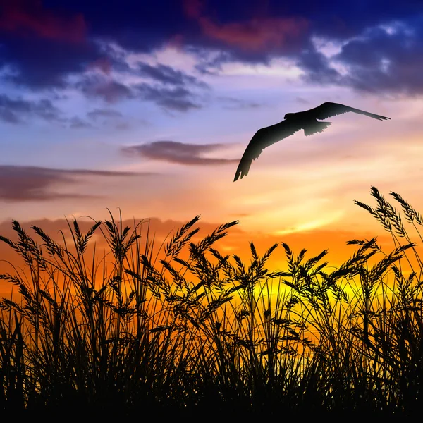 Landschap met vogels — Stockfoto