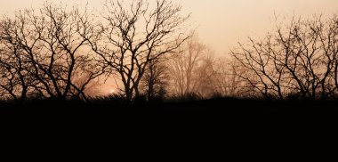 Bej tonlarda manzara