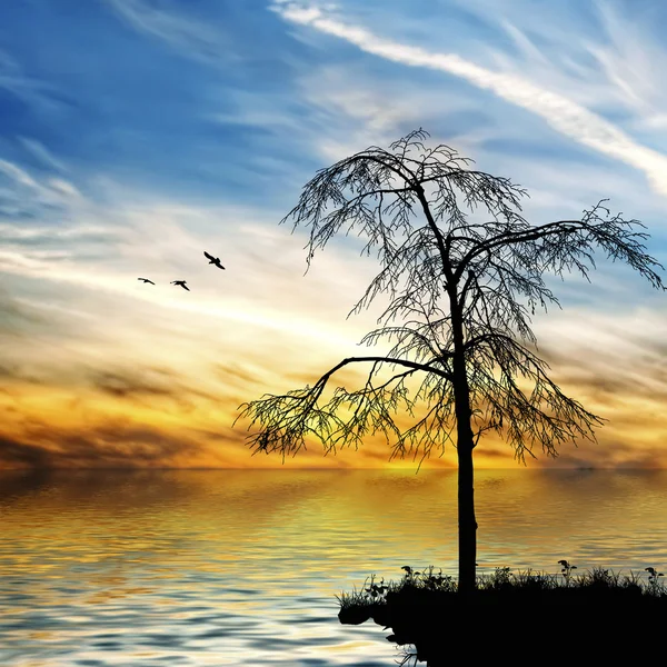 Baum, Fluss und Vögel — Stockfoto