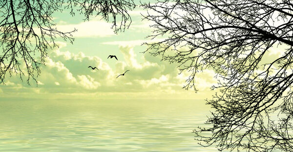 Flying birds — Stock Photo, Image