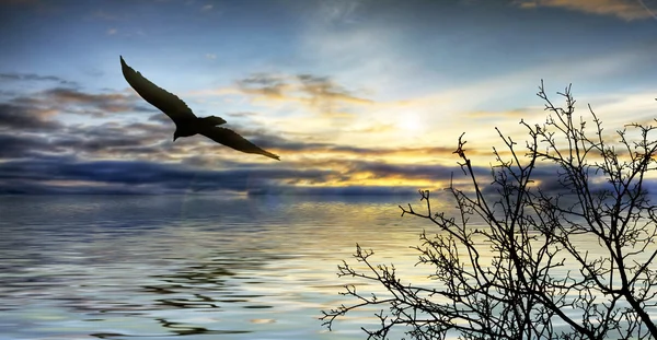 Uccello volante — Foto Stock